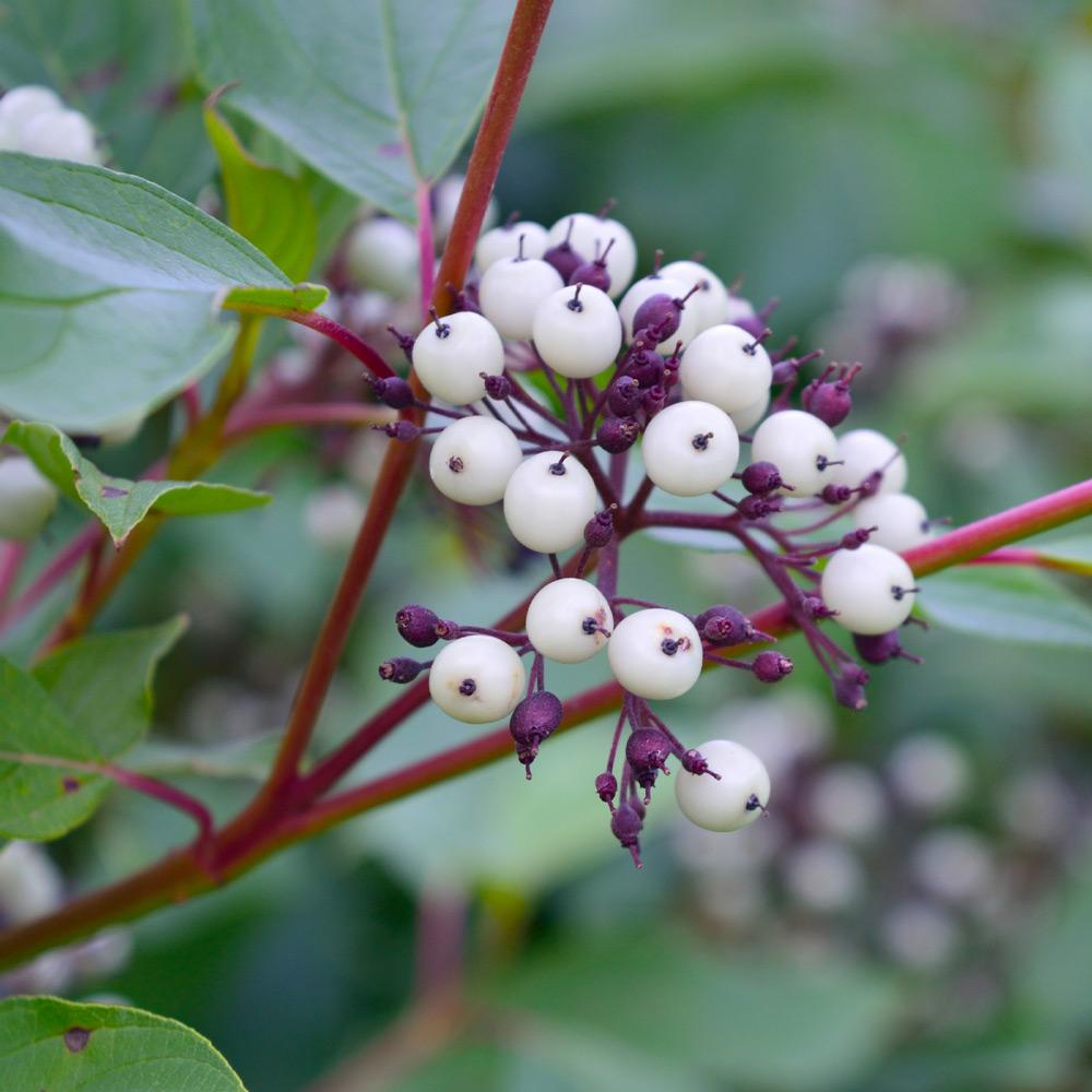 Red Twig Dogwood Shrub