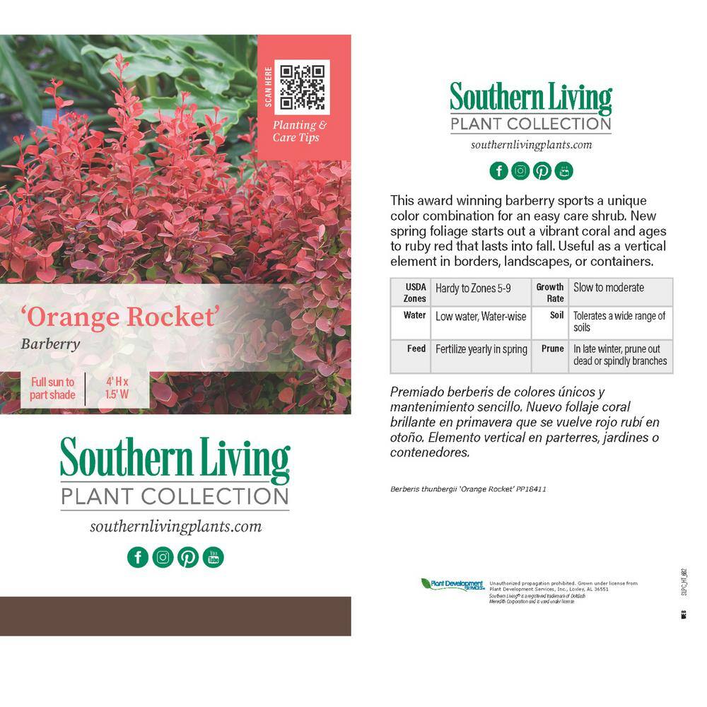 SOUTHERN LIVING 2.5 Qt. Orange Rocket Barberry Live Deciduous Plant Coral to Ruby Red Foliage 0433Q