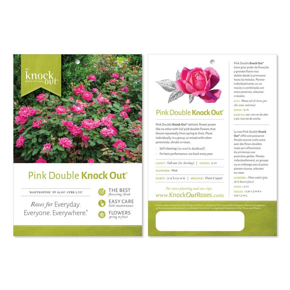 KNOCK OUT 2 Gal. Pink Double Knock Out Rose Bush with Pink Flowers 13212