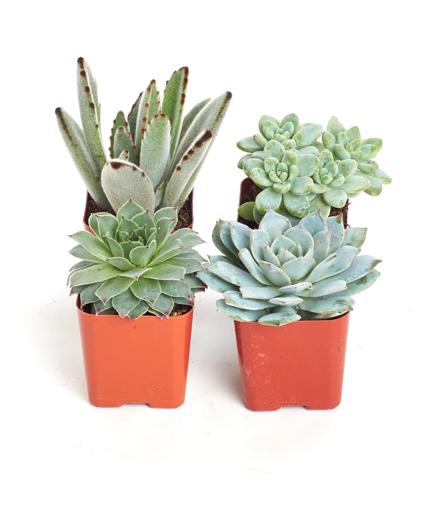 Home Botanicals Blue/Green Collection Succulent (Collection of 4)