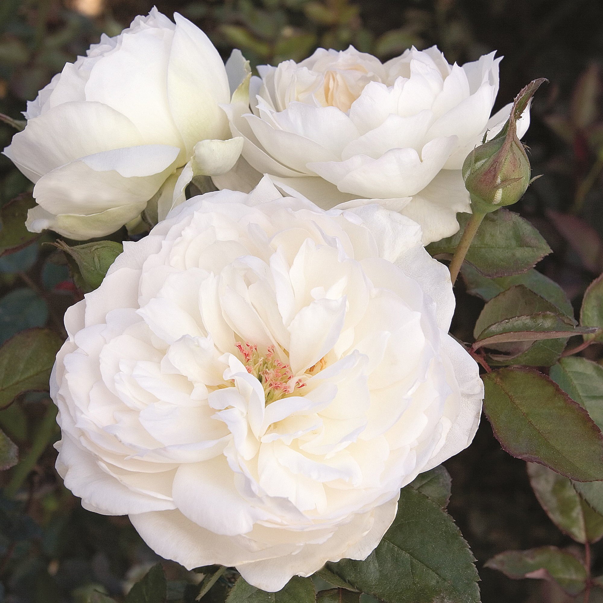 2g Bloomables Rose Bolero Live Shrub