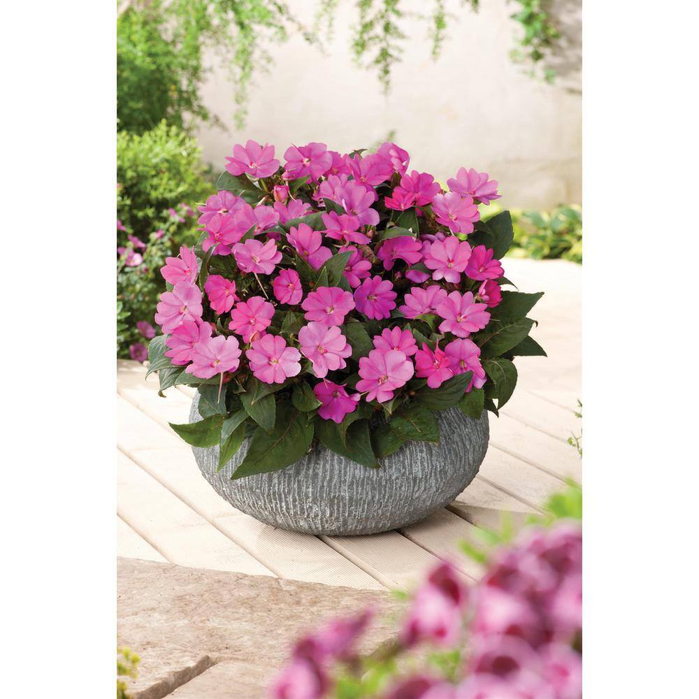 SunPatiens 1 Qt. Compact Lilac SunPatiens Impatiens Outdoor Annual Plant with Bright Purple Flowers 24457