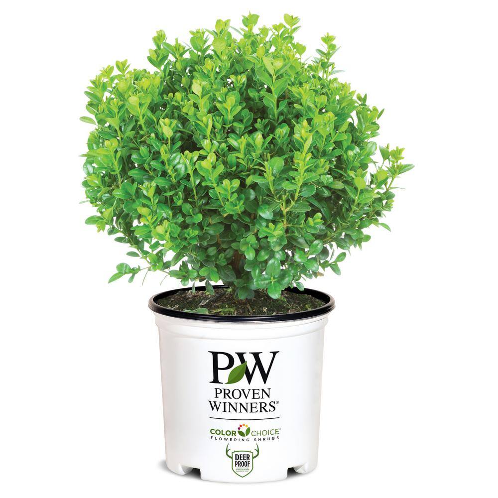 PROVEN WINNERS 2 Gal. Sprinter Boxwood Shrub with Glossy Evergreen Foliage 16875
