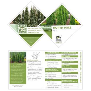 PROVEN WINNERS 2 Gal. Arborvitae North Pole Evergreen Shrub 17541