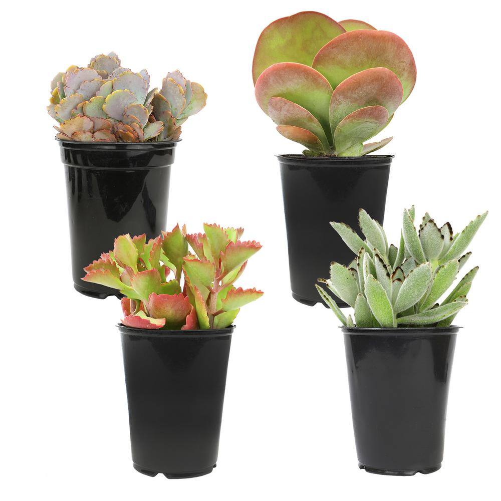 SMART PLANET 1 qt. Kalanchoe Assorted Succulents (4-Pack) 0872636