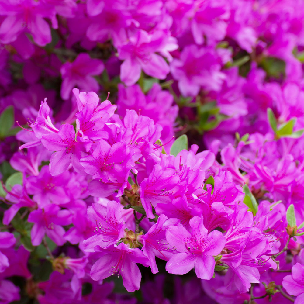 Autumn Royalty® Encore® Azalea