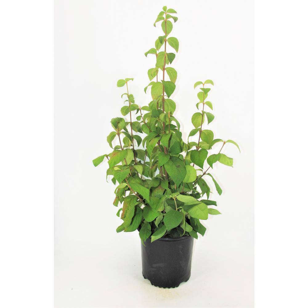 BELL NURSERY 3 Gal. Koreanspice Viburnum Flowering Live Shrub with White Flowers VIBUR3CAR1PK