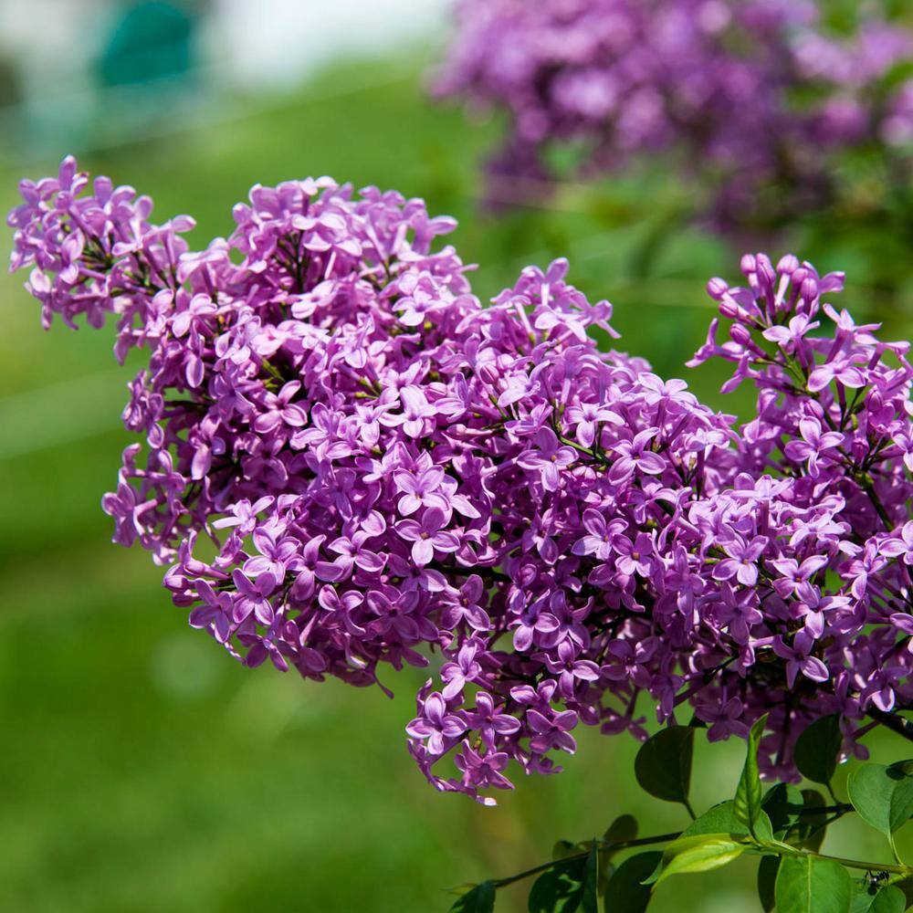 Spring Hill Nurseries 4 in. Pot Sunday Lilac (Syringa) Live Deciduous Plant Purple Flowering Shrub (1-Pack) 71313