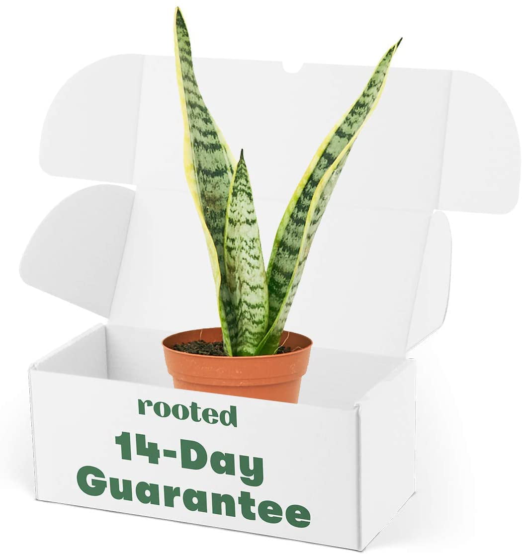 Snake Plant - Sansevieria Laurentii Live Green Plant in 4