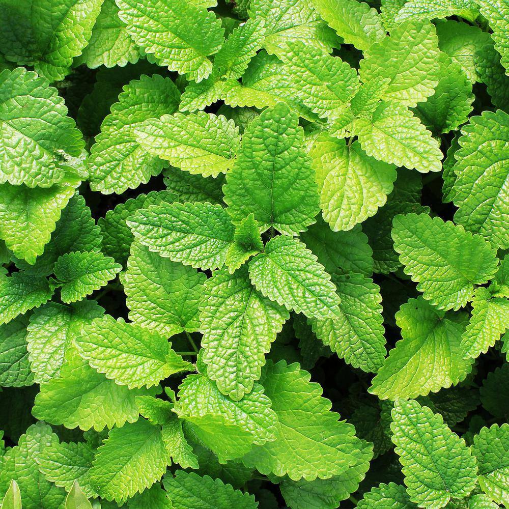 Bonnie Plants 19 oz. Spearmint Herb Plant 1003800531