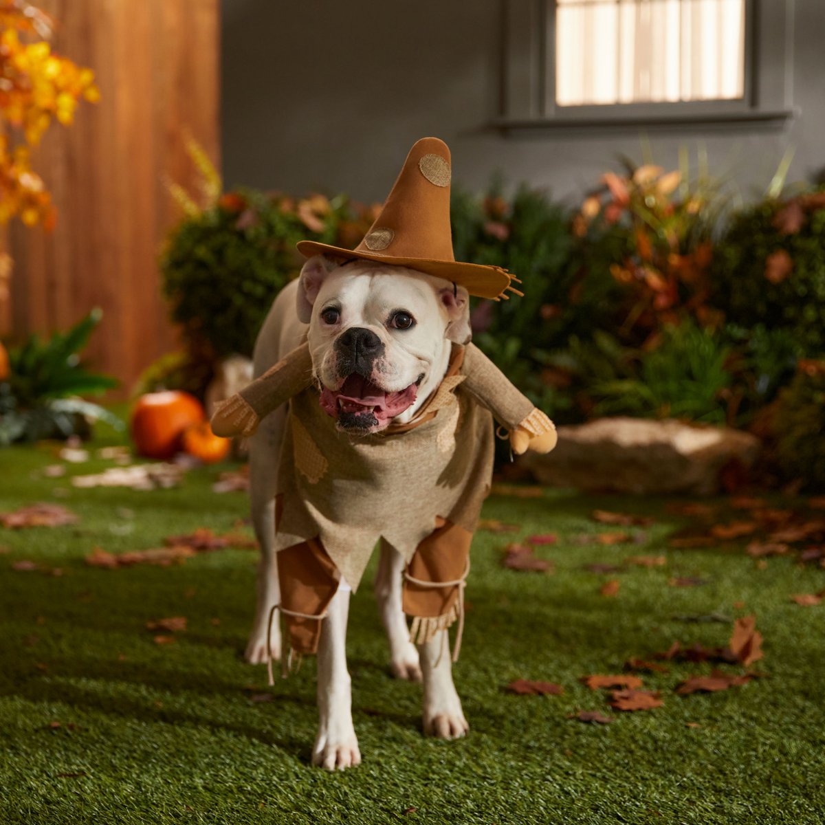 Frisco Front Walking Scarecrow Dog and Cat Costume