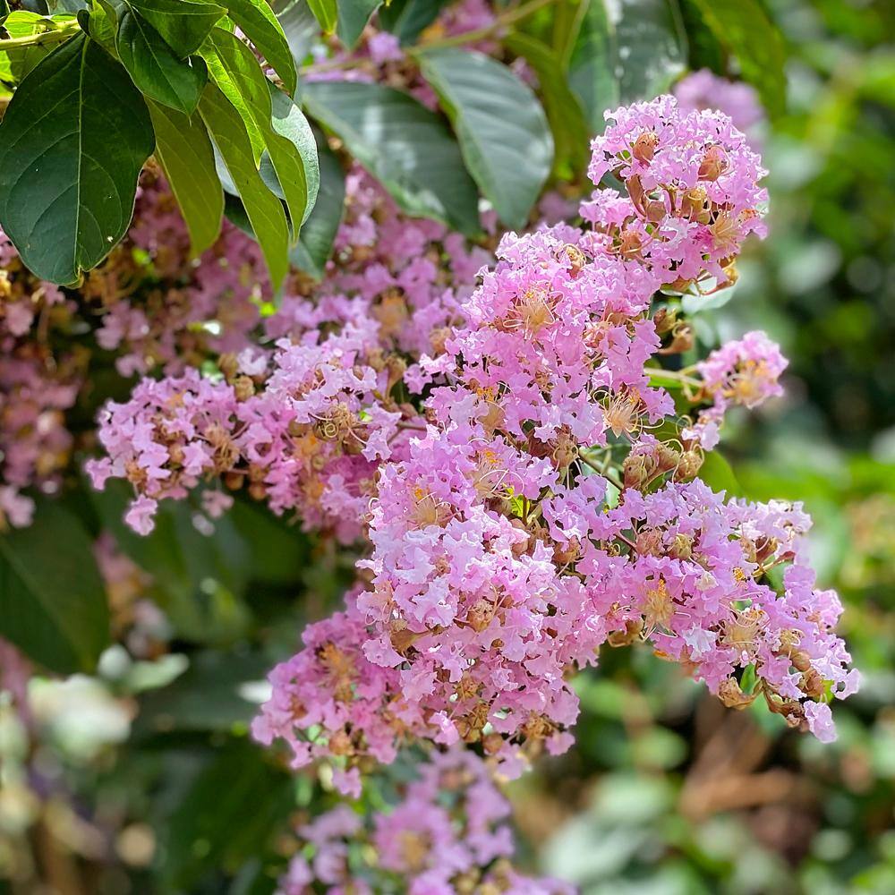 Muskogee Crape Myrtle Green Leaf Lavender Flowering Ornamental Tree CRMMUS07G