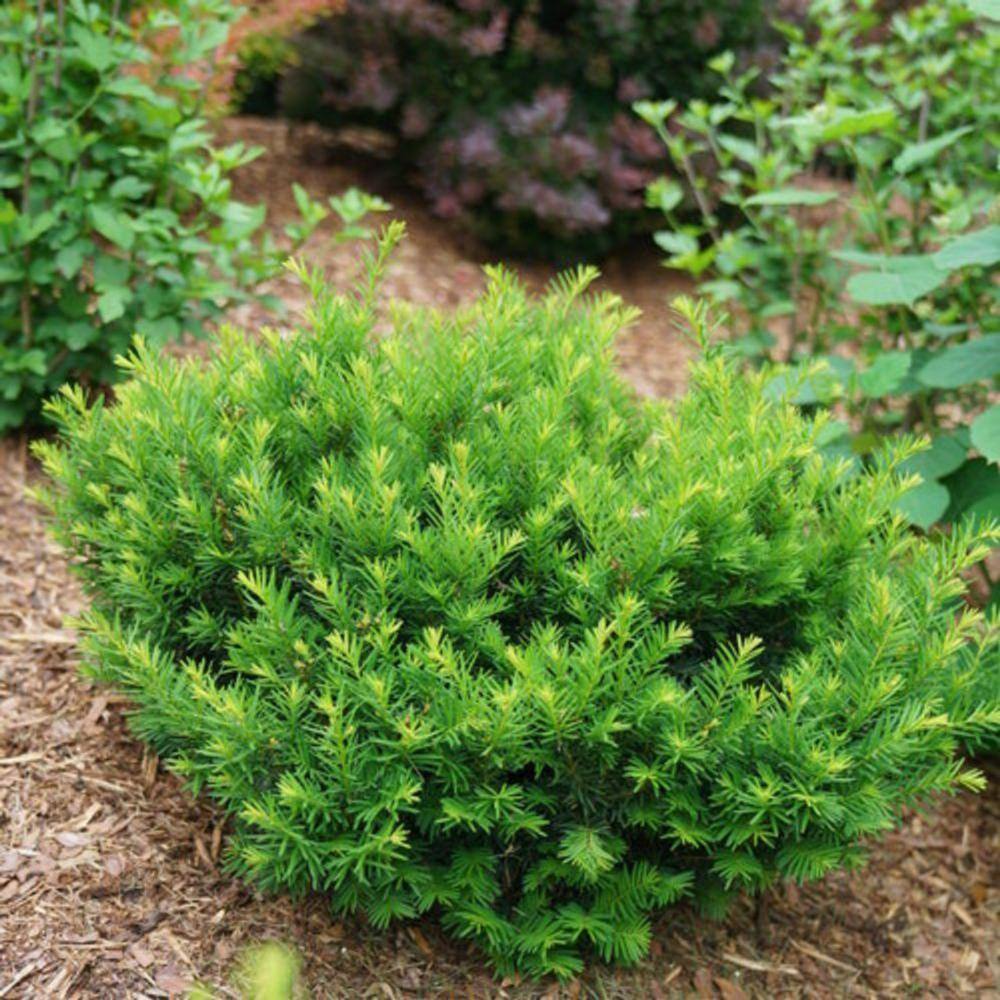 Online Orchards 1 Gal. Dark Green Dense Lush Evergreen Perfect Hedge or Accent Spreading Yew Shrub EGYW001