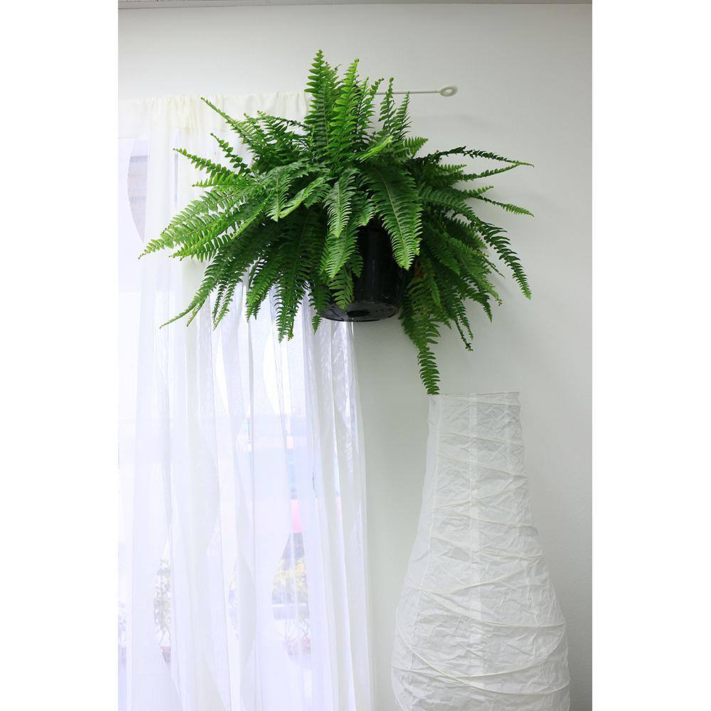 Costa Farms Boston Fern IndoorOutdoor Plant in 10 in. Hanging Basket Avg. Shipping Height 1-2 ft. Tall 10BOSTHB