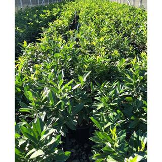 2.25 Gal. Schip Laurel Evergreen Shrub Prunus l. 'Schipkaensis' with Green Foliage and Fragrant White Flowers (1 each) O621703