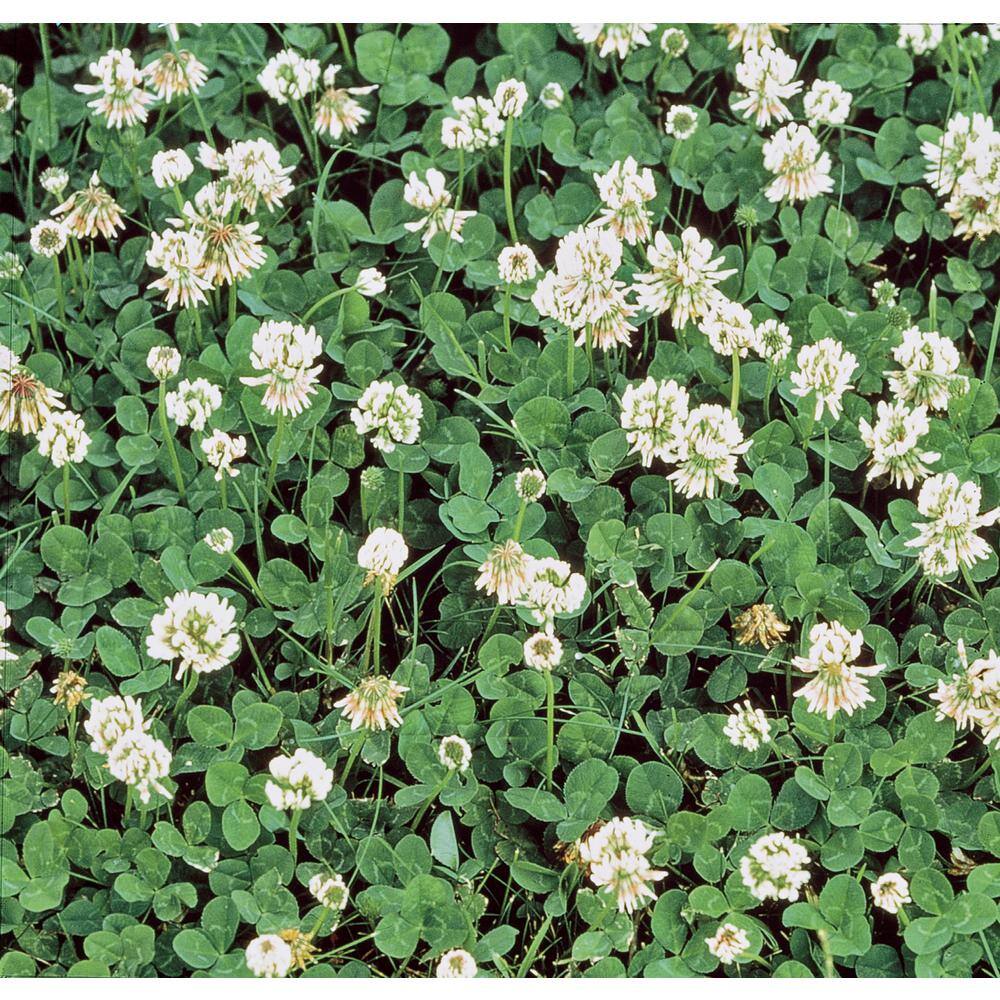 Gardens Alive! 1 lb. White Dutch Clover Provides Erosion Control 09552