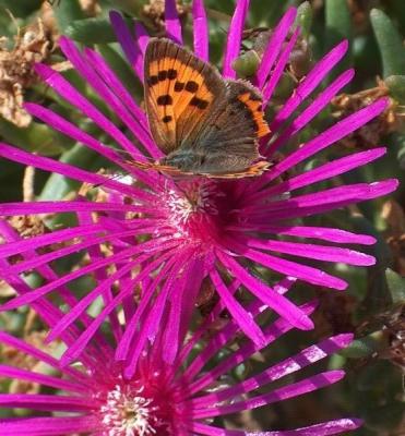 Classy Groundcovers - A collection of Magenta Blooming Plants for Sun that Deer Avoid: 25 Verbena 'Homestead Purple'， 25 Purple Cone Flower， 25 Ice Plant