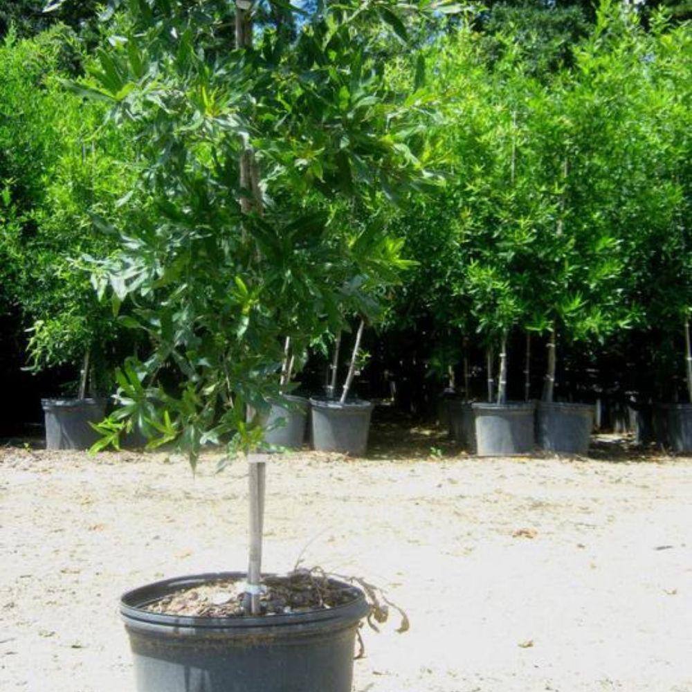 7 Gal. Willow Oak Shade Tree OAKWIL07G