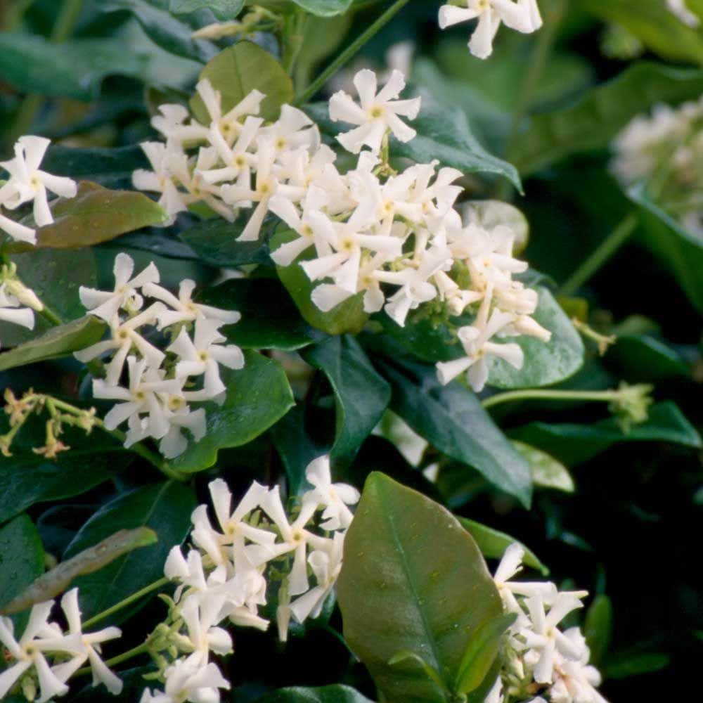 FLOWERWOOD 3 Gal. Confederate Large Leaf Jasmine (Star Jasmine) Live Shrub with White Fragrant Blooms 52303