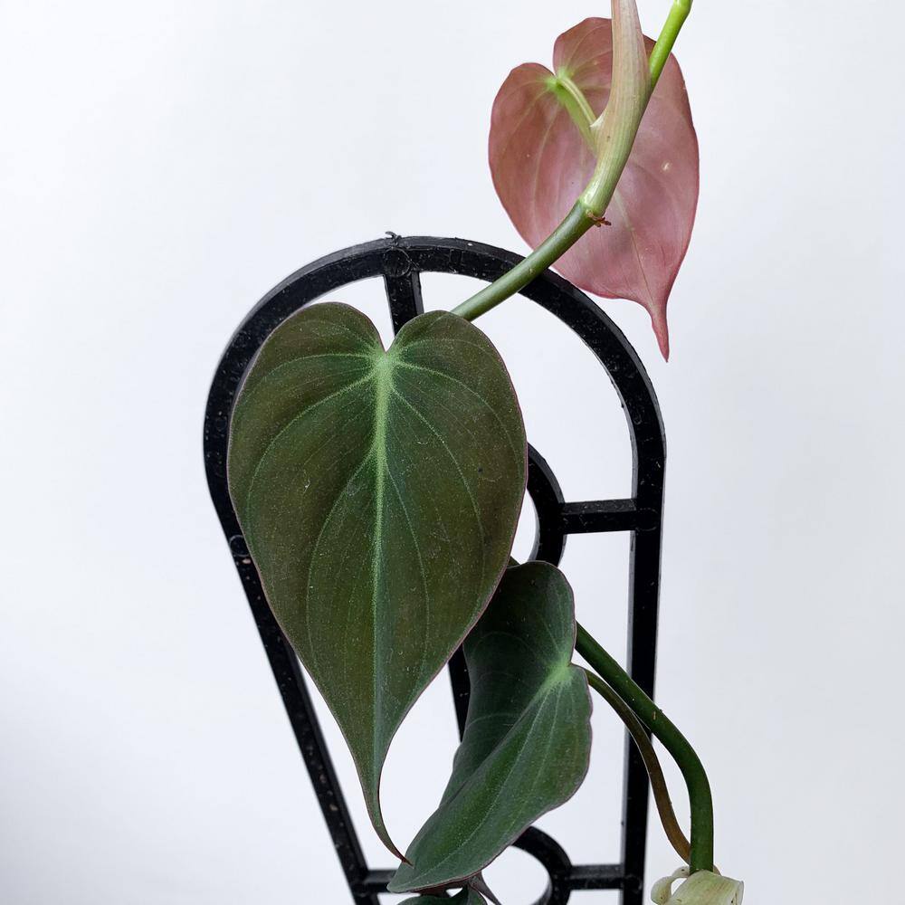 Wekiva Foliage Philodendron Micans Hanging Basket Live Plant in 4 in. Hanging Pot Philodendron Micans Florist Quality Indoor 6L-6T7S-WBKA