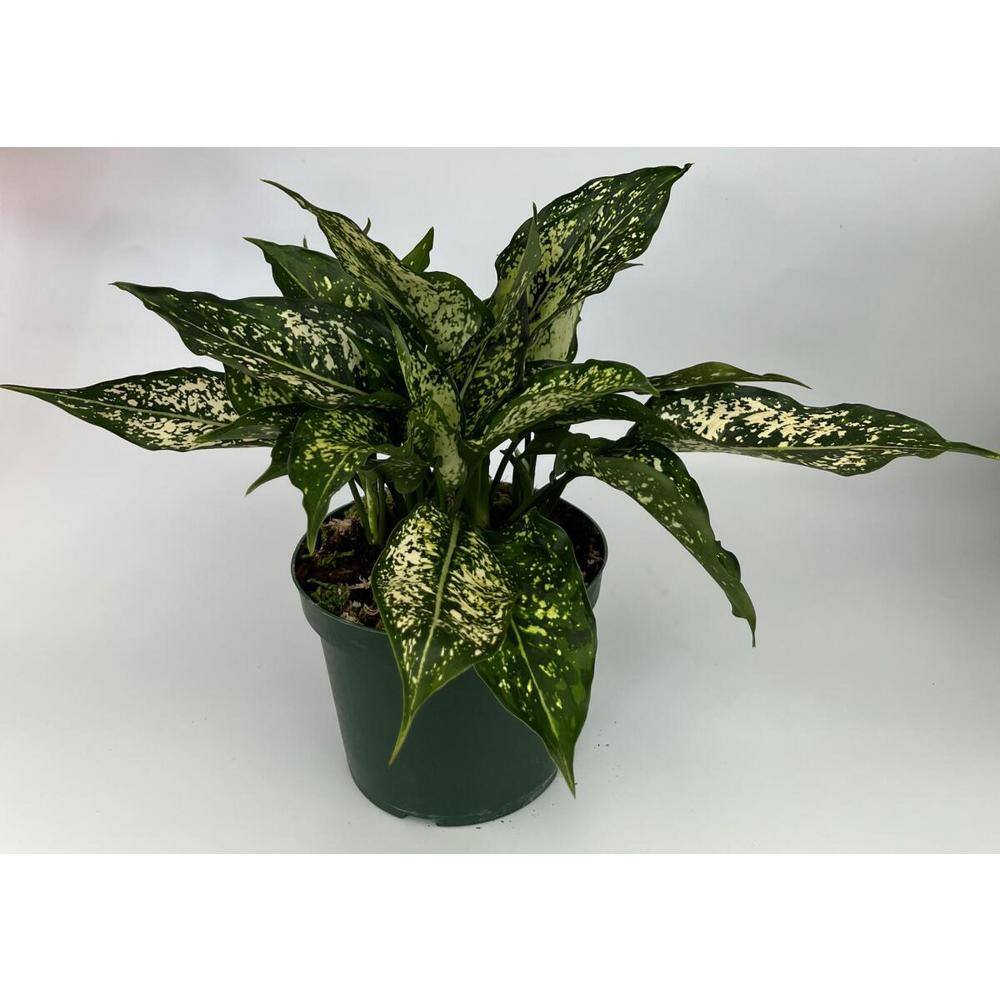 EverGrace 6 in. Aglaonema Snow White Plant in Grower Pot AgloSnWht