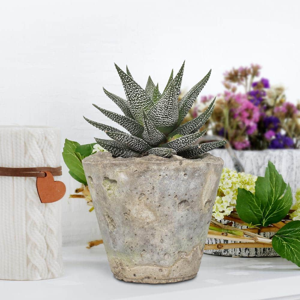 national PLANT NETWORK 4 in. Haworthia with Unique Blossoms in Decorative Stone Container (3-Pack) HD1633