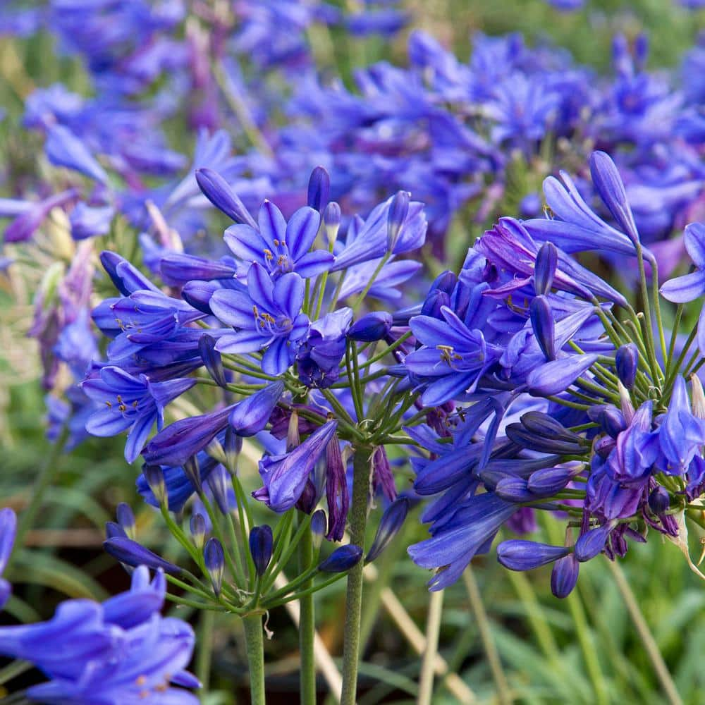 SOUTHERN LIVING 2.5 Qt. Little Blue Fountain Agapanthus With Deep Blue Flowers Live Perennial Plant 0287Q