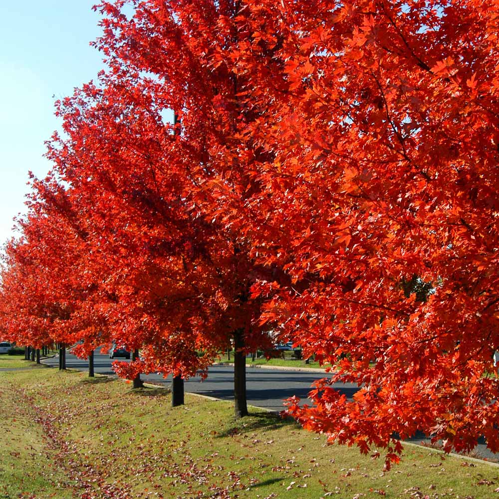 Autumn Blaze® Red Maple Tree