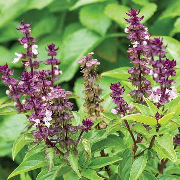 Basil Sweet Scented - Herb Seeds