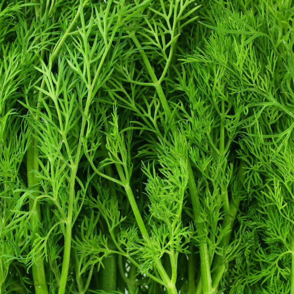 Bonnie Plants 19 oz. Dill Herb Plant 1003800544
