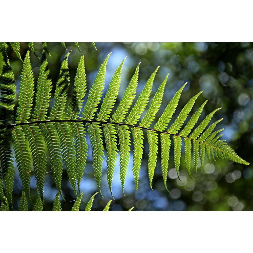 Online Orchards 1 Gal. Male Fern Shrub Excellent Lowgrowing and Shade Loving Perennial SBFR002