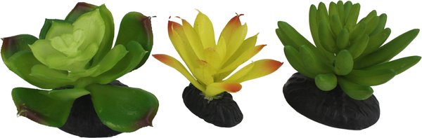 Komodo Succulent Aquarium Plant， 3-in， 3 count