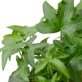 English Ivy Green California (Hedera helix) Plant in 4 in. Grower Pot 4_IVY_GREEN