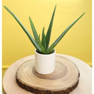 SMART PLANET 3.5 in. Aloe Vera Plant 0881032