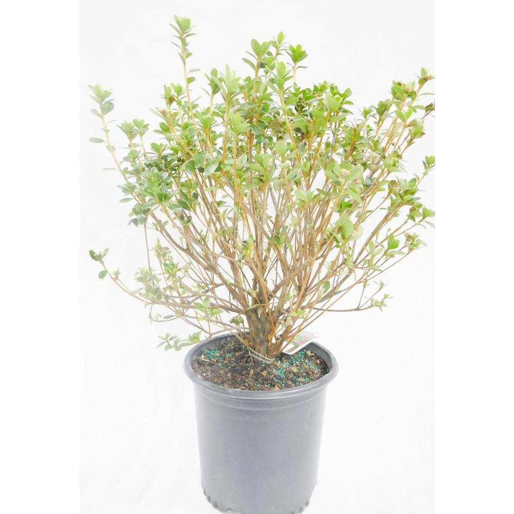BELL NURSERY 1 Gal. Violetta Azalea Live Flowering Evergreen Shrub Purple-Pink Flowers AZLEA2VIO1PK
