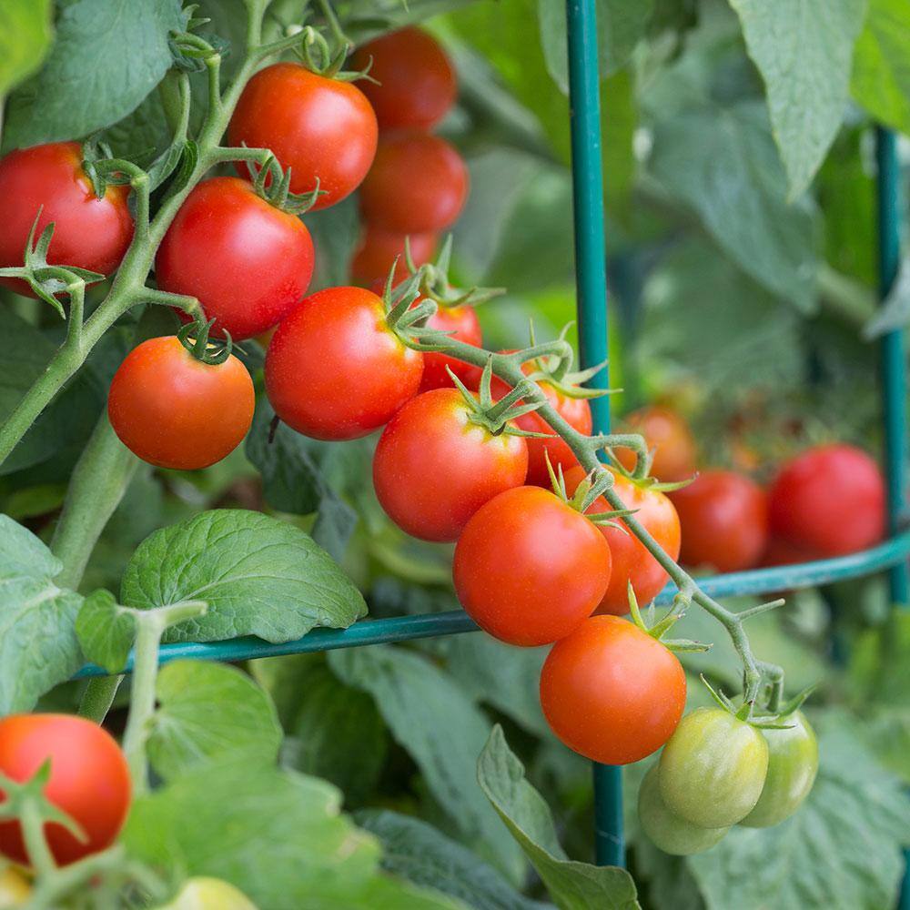 Bonnie Plants 19 oz. Tidy Treats Tomato Plant 0287