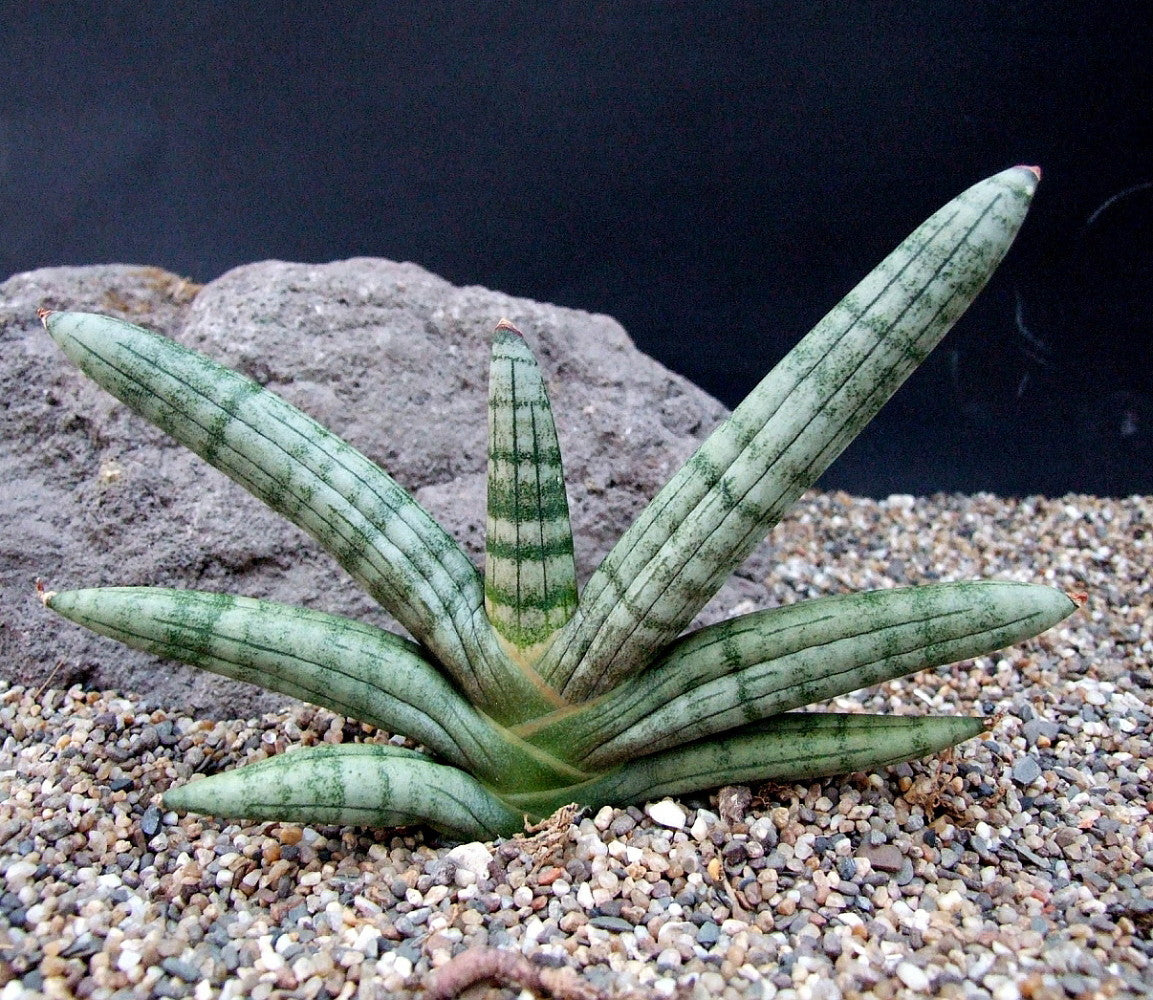 Rare Boncel Starfish Snake Plant -Sanseveria- Almost Impossible to Kill - 6