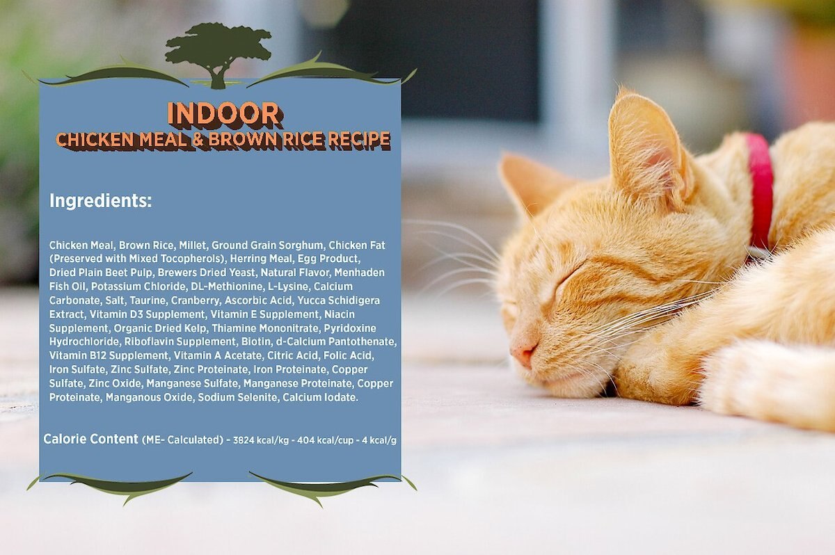 Blackwood Chicken Meal and Rice Recipe Indoor Formula Dry Cat Food