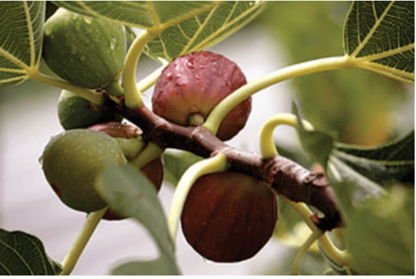 Celeste Fig (Honey/Sugar Fig) Live Plant - Ficus carica - Wellspring Gardens Starter Plant