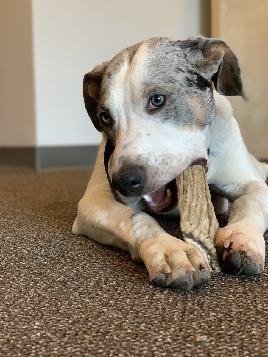 Buck Bone Organics Elk Antler Dog Chews