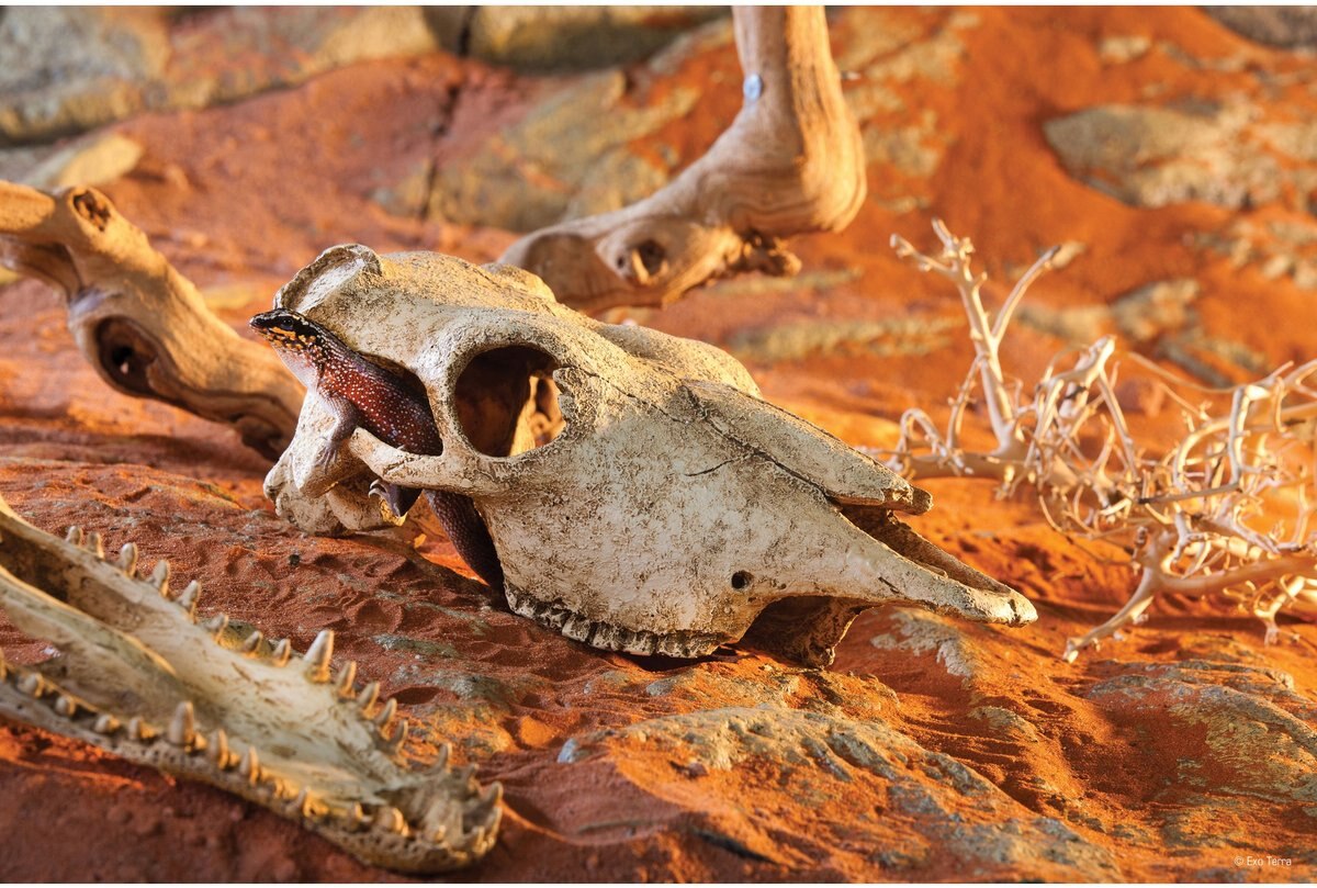 Exo Terra Buffalo Skull Terrarium Décor