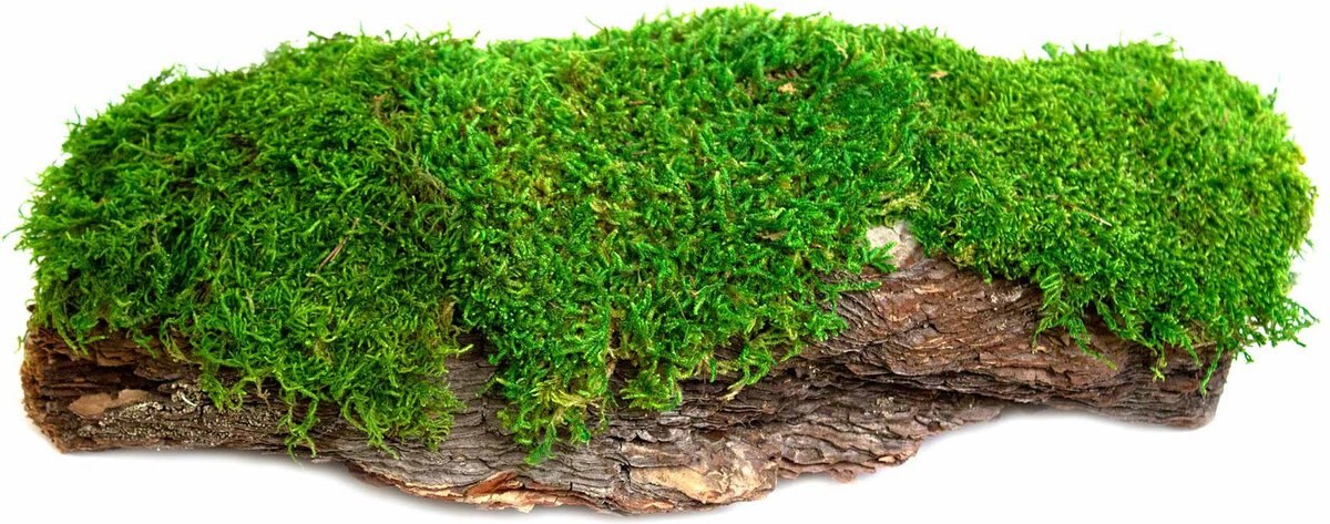 Galapagos Mossy Bark Terrarium Wood， Natural