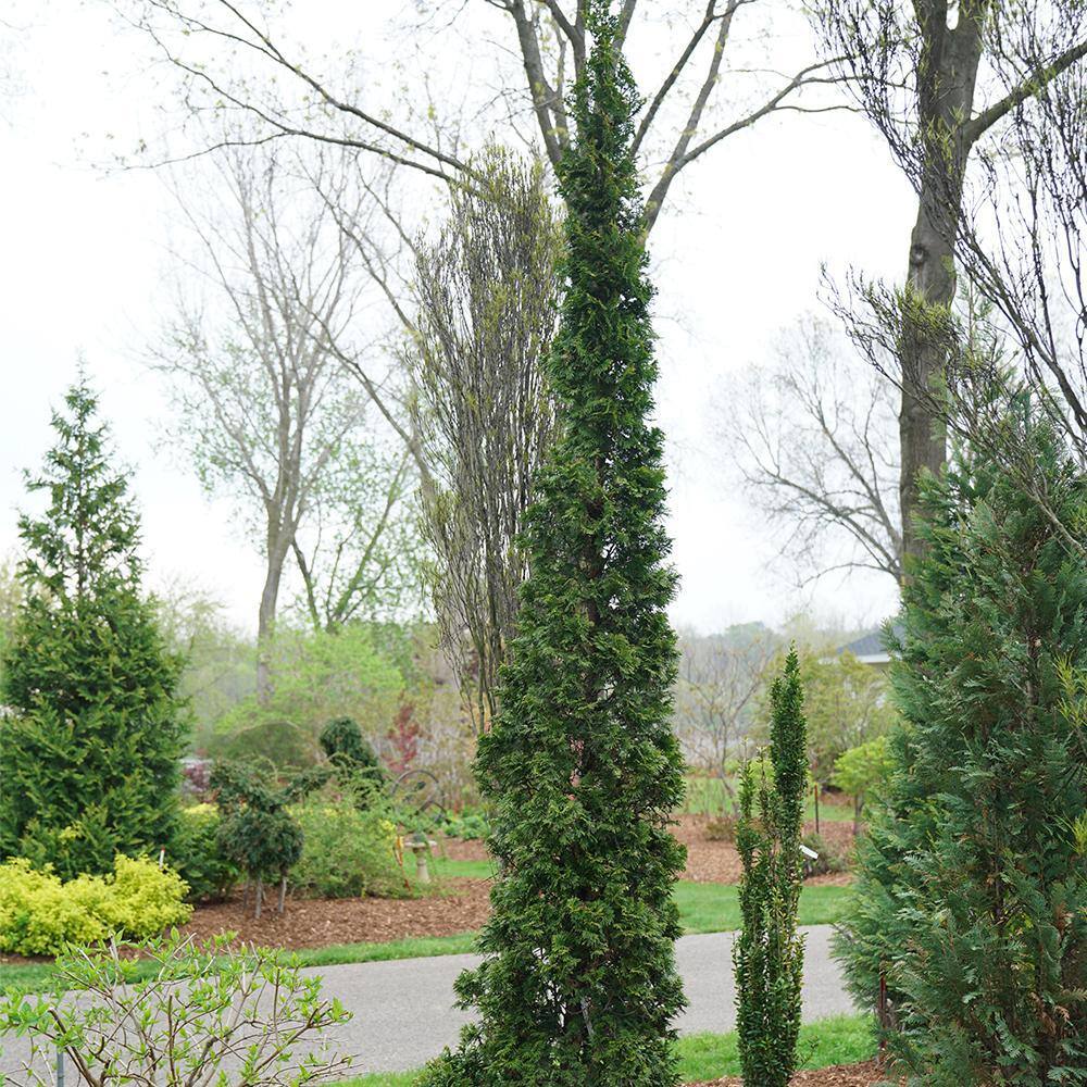 PROVEN WINNERS 2 Gal. Arborvitae Sting Evergreen Shrub 17540