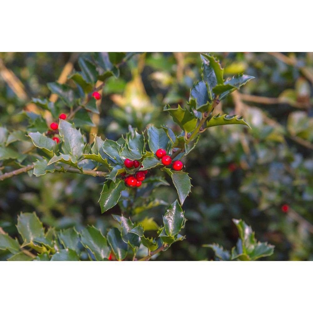 BELL NURSERY 3 Gal. Blue Princess Holly (Ilex) Evergreen Flowering Live Shrub with White Flowers ILEXM3BLU1PK