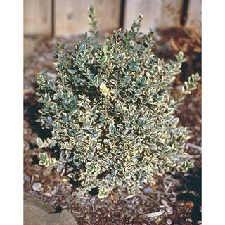 BELL NURSERY 2 Gal. Variegated Boxwood (Buxus Variegata) Live Evergreen Shrub BUXUS2VAR1PK