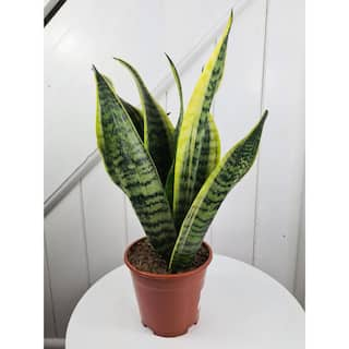 Wekiva Foliage Futura Snake Plant - Live Plant in a 4 in. Pot - Sansevieria Superba - Beautiful and Elegant Easy Care Houseplants FuturaSnakePlant4