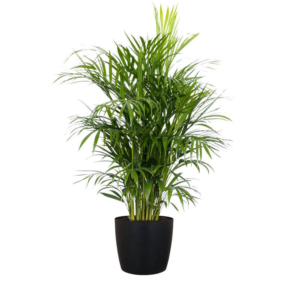 United Nursery Areca Palm Live Dypsis lutescens Indoor Outdoor Plant in 10 inch Premium Sustainable Ecopots Dark Grey Pot APALM10DG