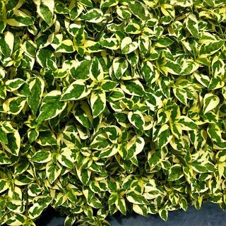 national PLANT NETWORK 2.25 Gal. Abelia Hopleys Flowering Shrub with Pink Blooms HD7131