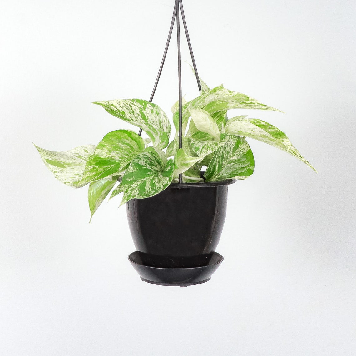 Live Marble Queen Pothos Plant - 4