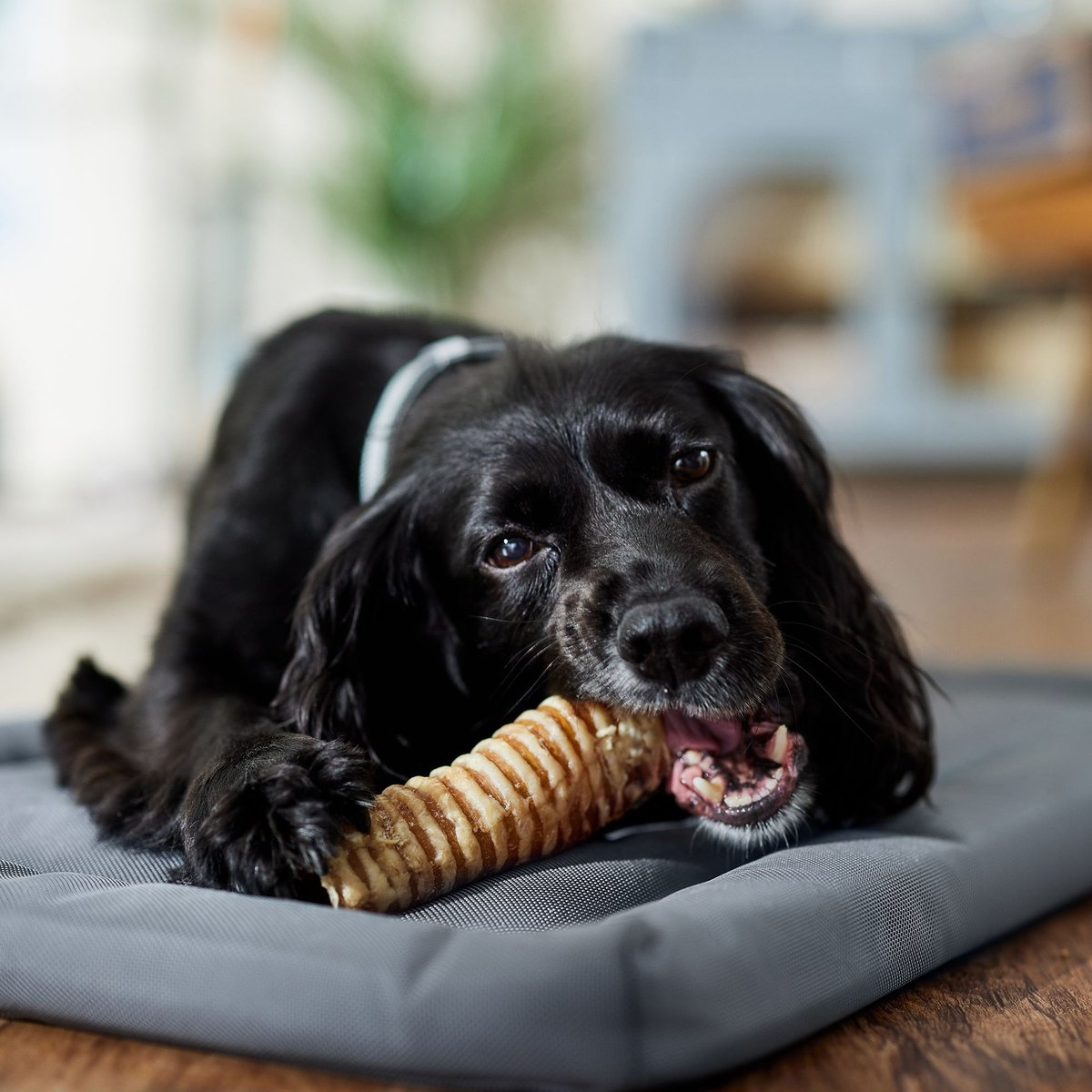 Bones and Chews Beef Trachea 6\